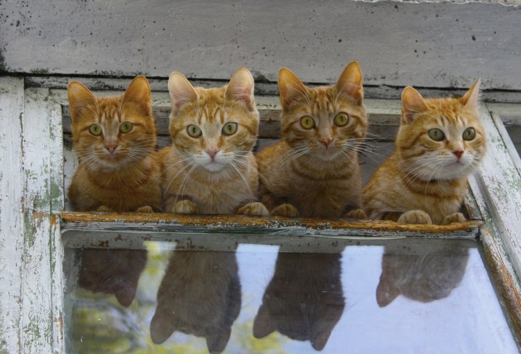 Смешной кот