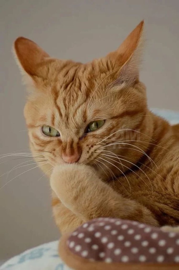 Веселый рыжий котенок