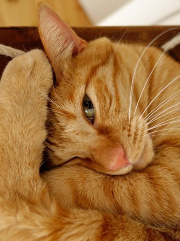 Рыжая кошка