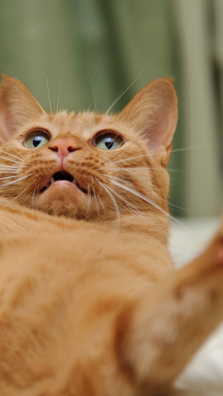 Хитрая морда кота