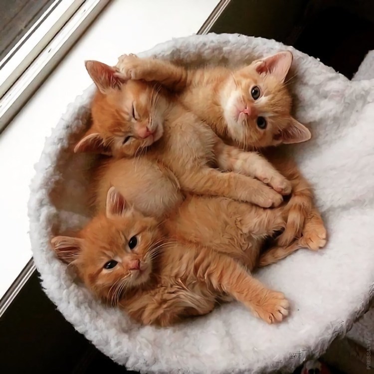 Морда рыжего кота