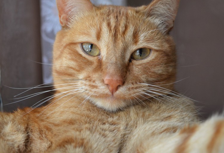 Прикольный рыжий кот