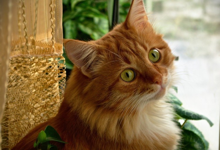 Смешной рыжий кот