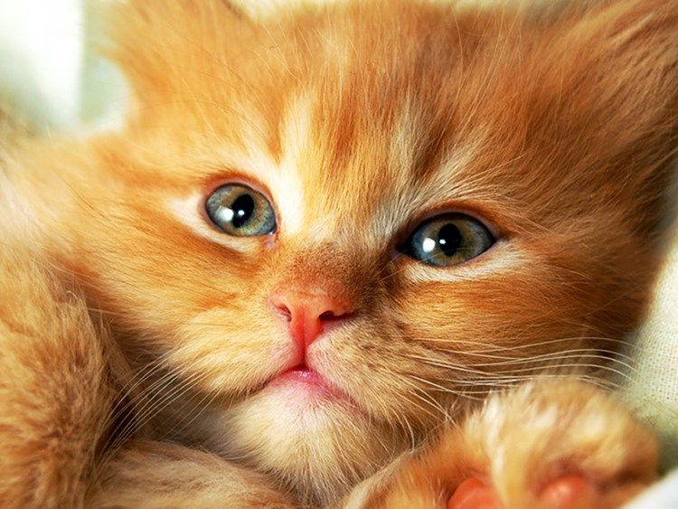 Смешной рыжий кот