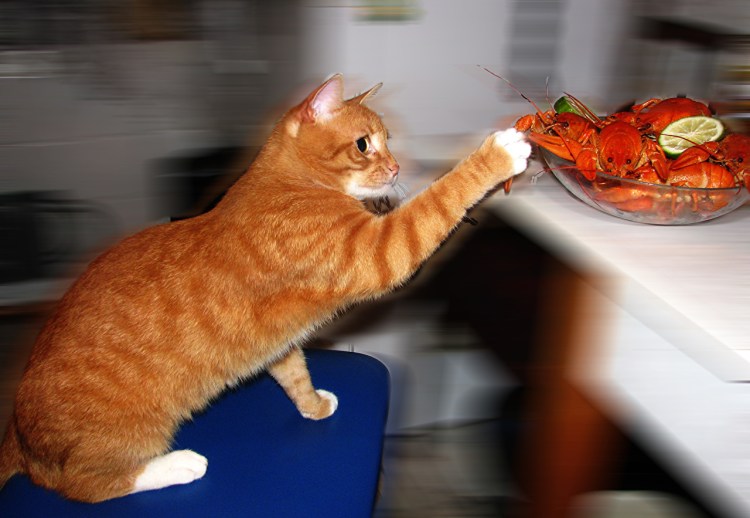 Смешные котята