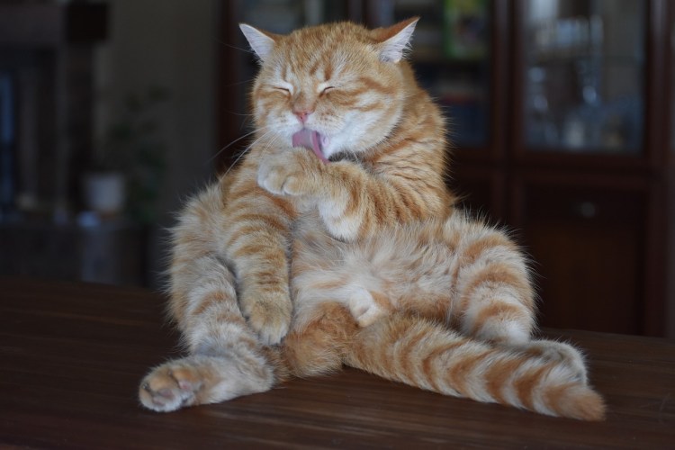 Смешной рыжий кот