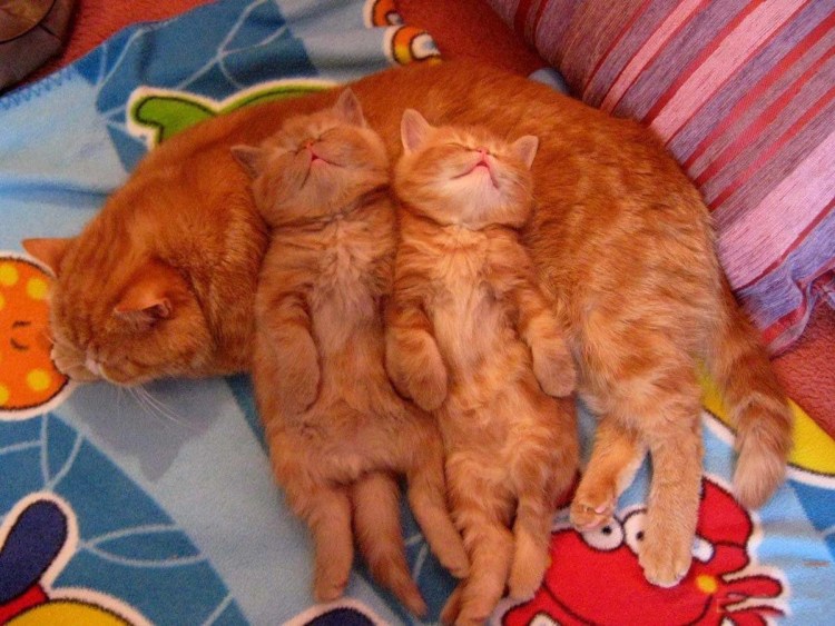 Много рыжих котов