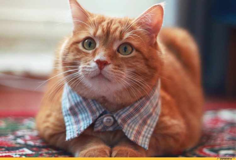 Смешные рыжие коты