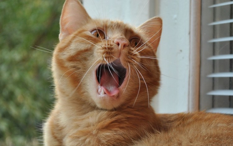 Смешные рыжие коты