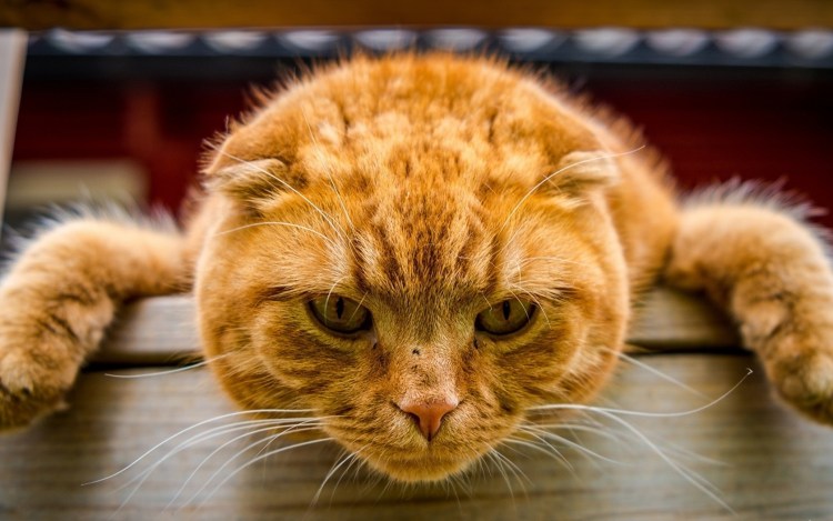 Рыжие полосатые коты