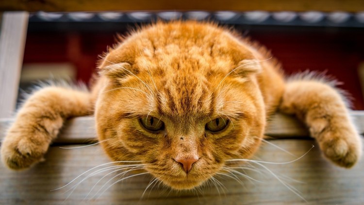 Прикольный кот