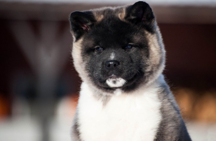 Американская Акита ину маленькая