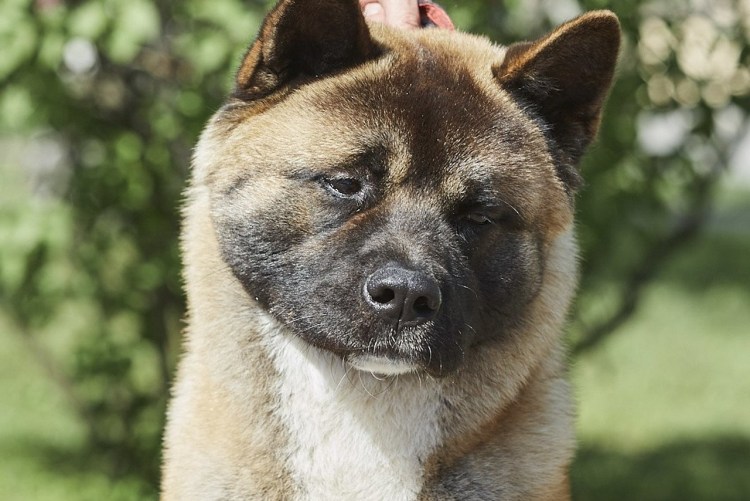 Американский сиба ину