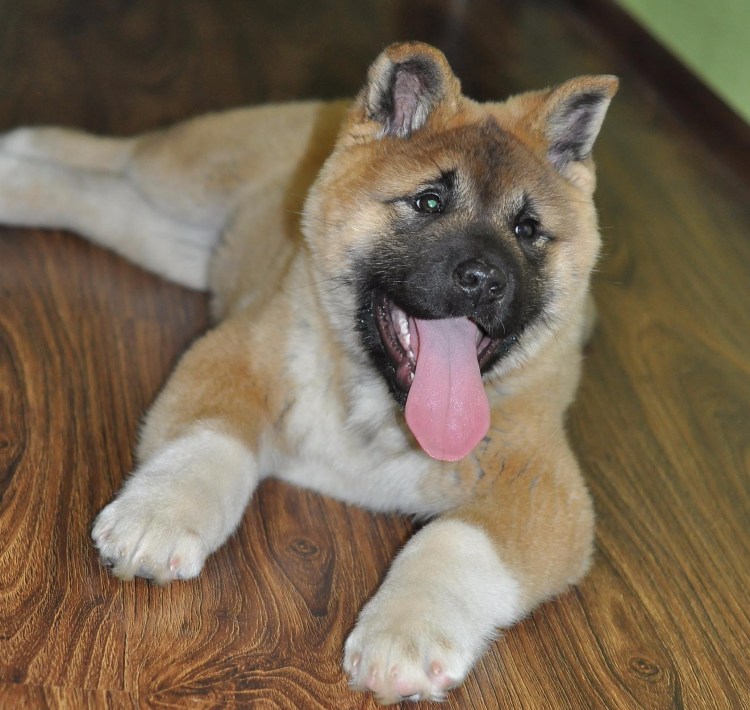 Американская Акита темная