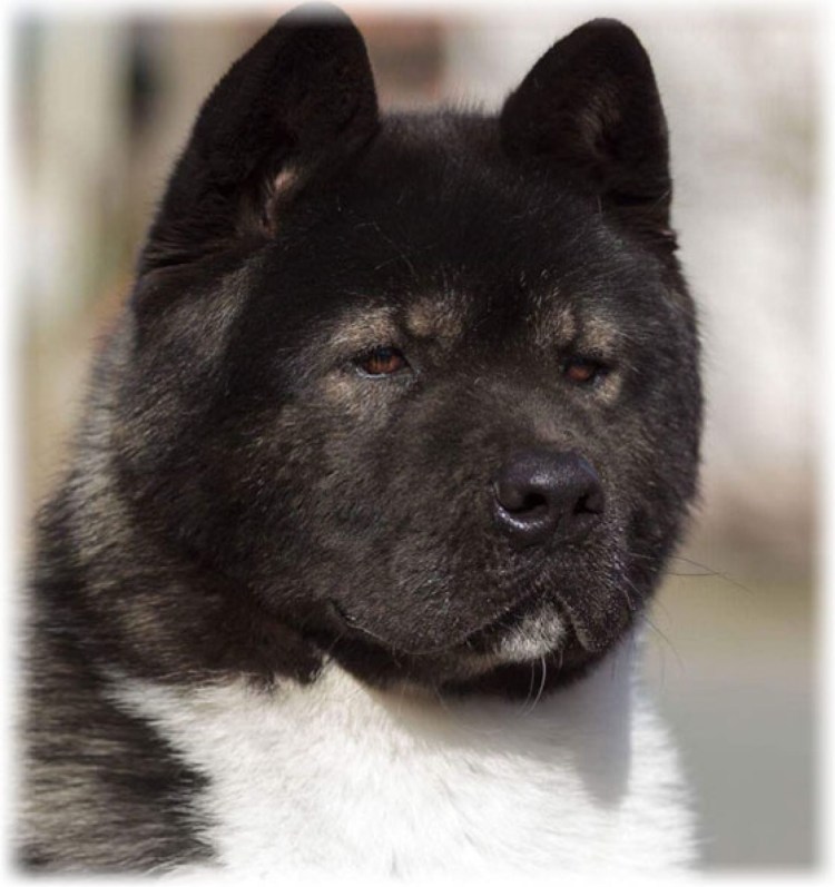 Американская Акита