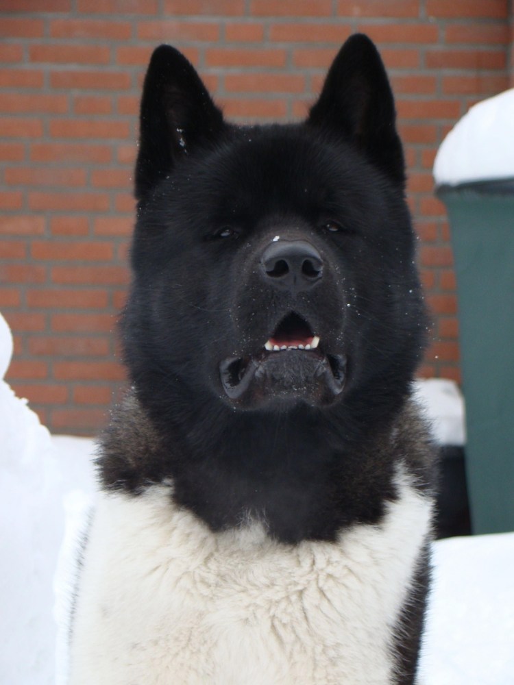 Американская Акита