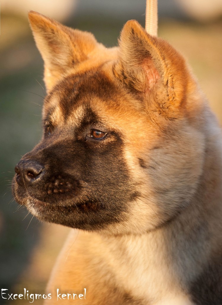 Акито американский черный