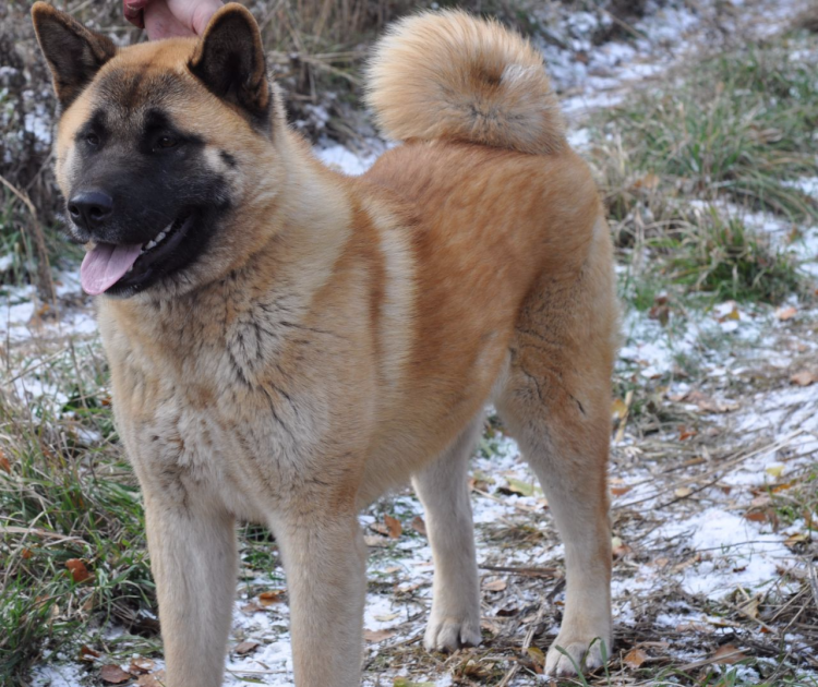 Акита ину черная