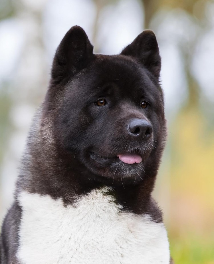 Американская Акита