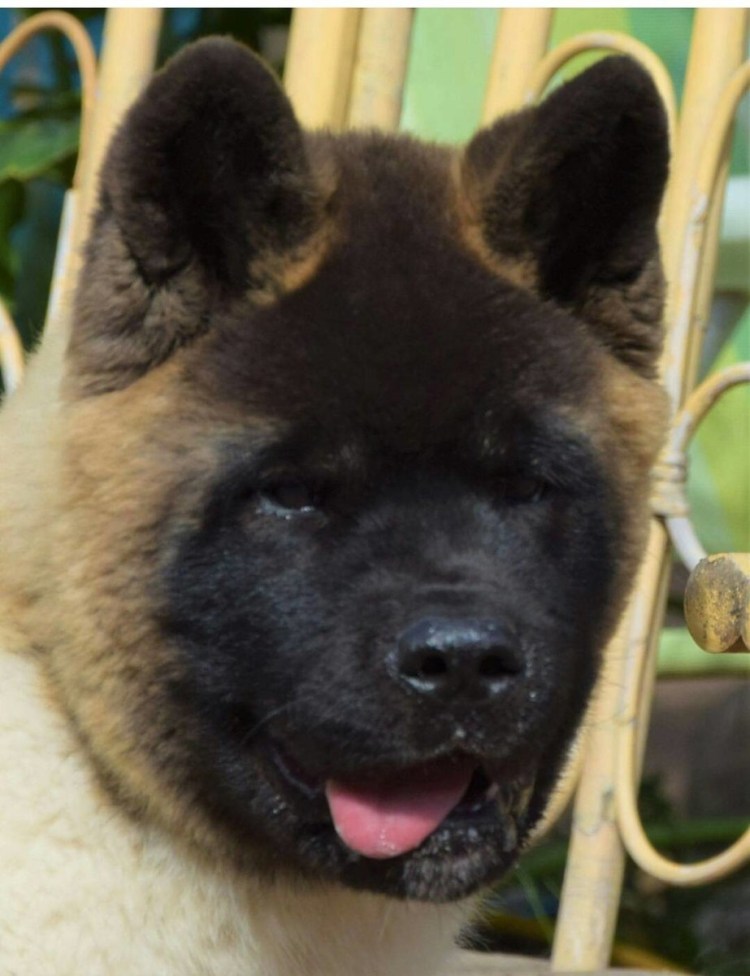 Порода Акита-ину черный