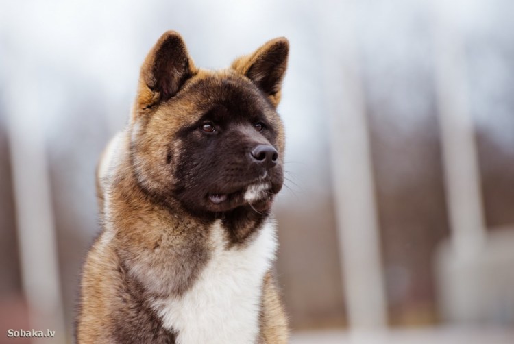 Американская Акита