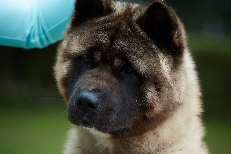 Американская Акита шоколадный