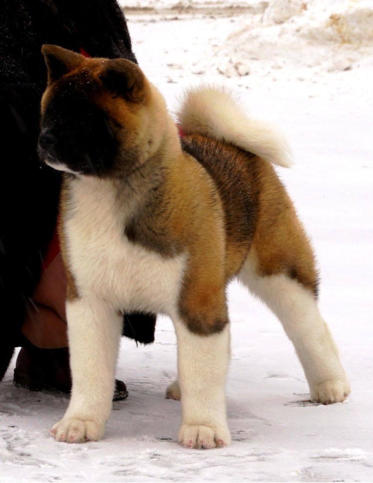 Акита-ину американская черная