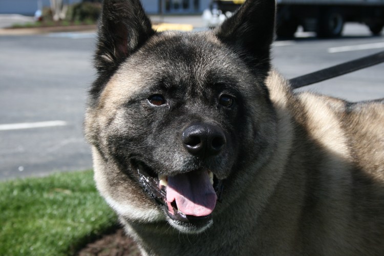 Американская Акита морда