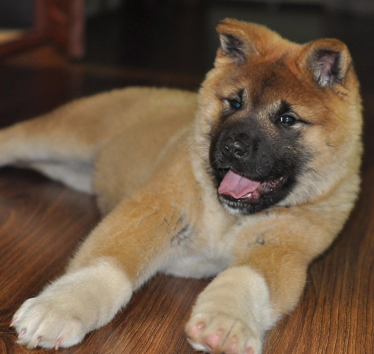 Черная Акита американская Акита