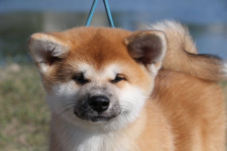 Американская Акита ину белая