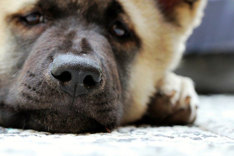 Американская Акита ину бурый