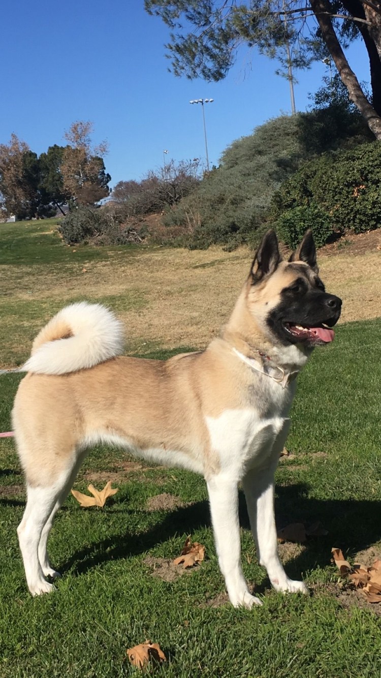 Собака с черной мордой