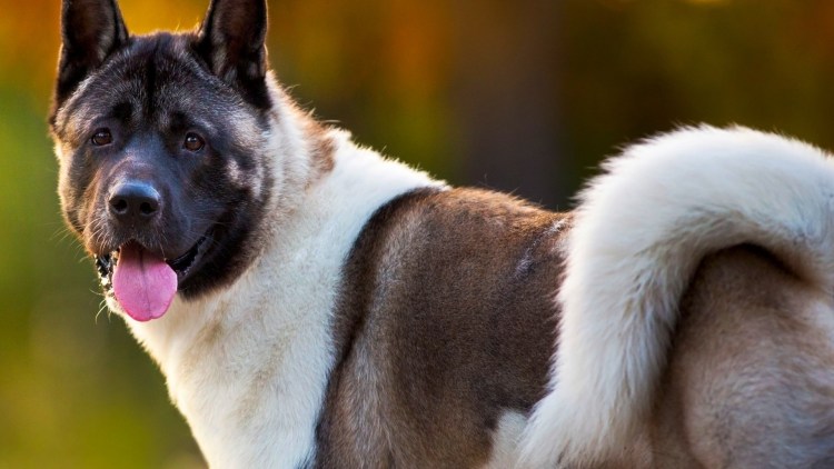 Акита-ину американская щенок