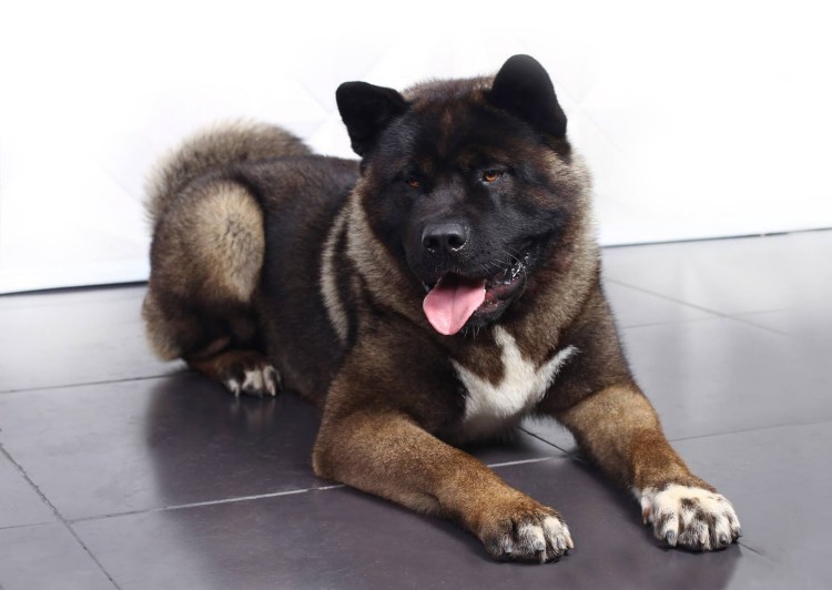 Акита ину рыжая