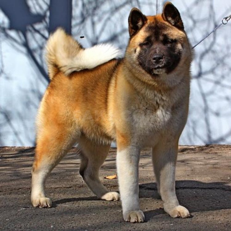 Акита ину черная