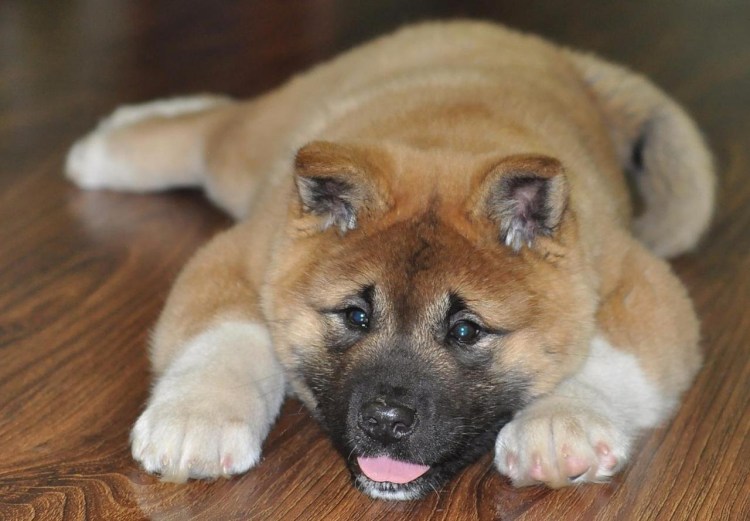 Американский Акито ино