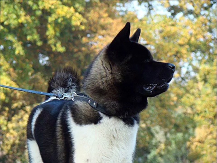 Американская Акита