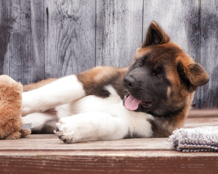 Американская Акита пушистая