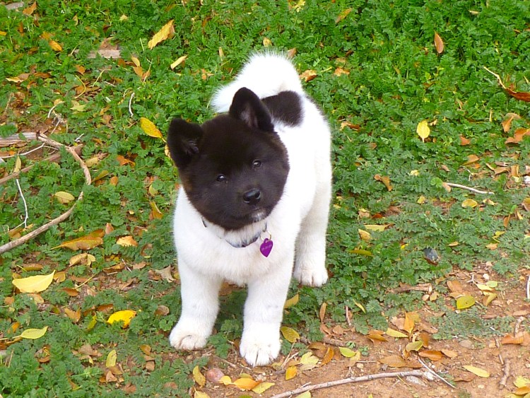 Американская Акита длинношерстная