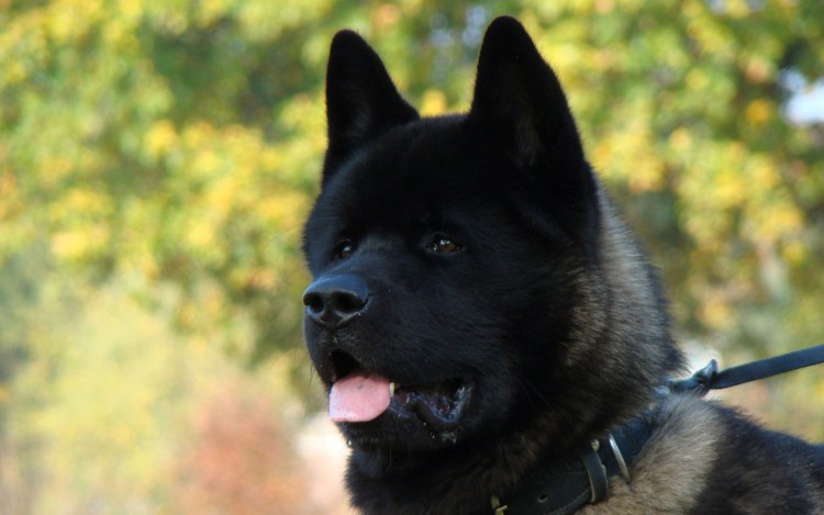 Американская Акита коричневая