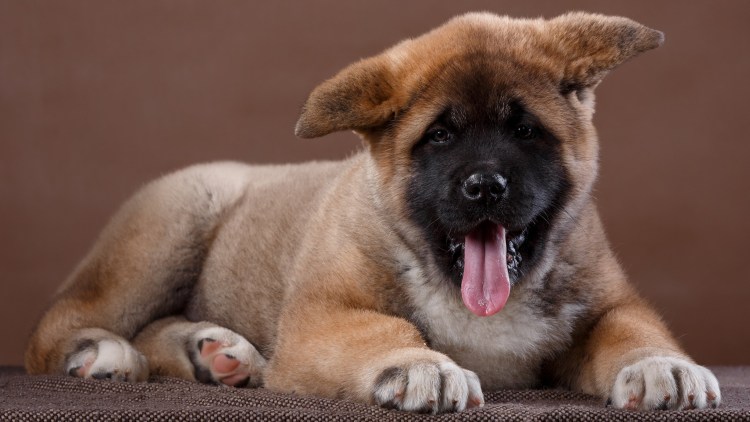 Американская Акита рыжая