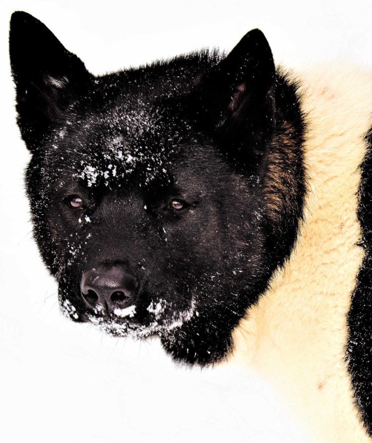 Американская окитаину