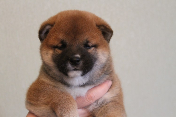 Американская Акита щенки