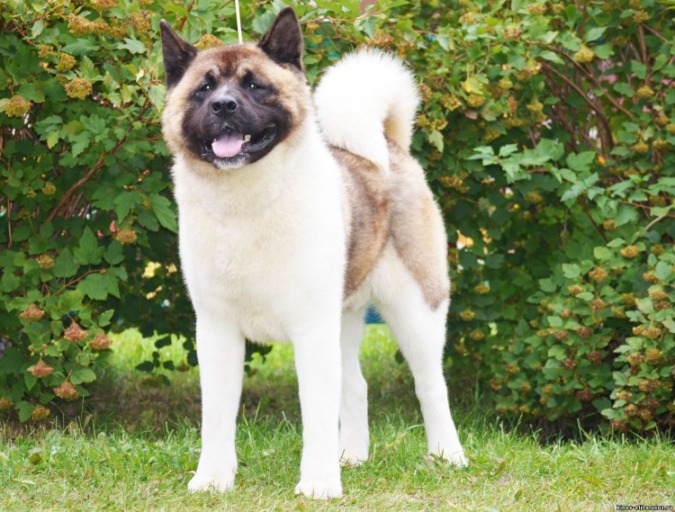 Американский Акито ину