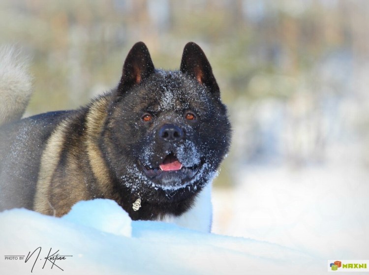 Акита маламут метис