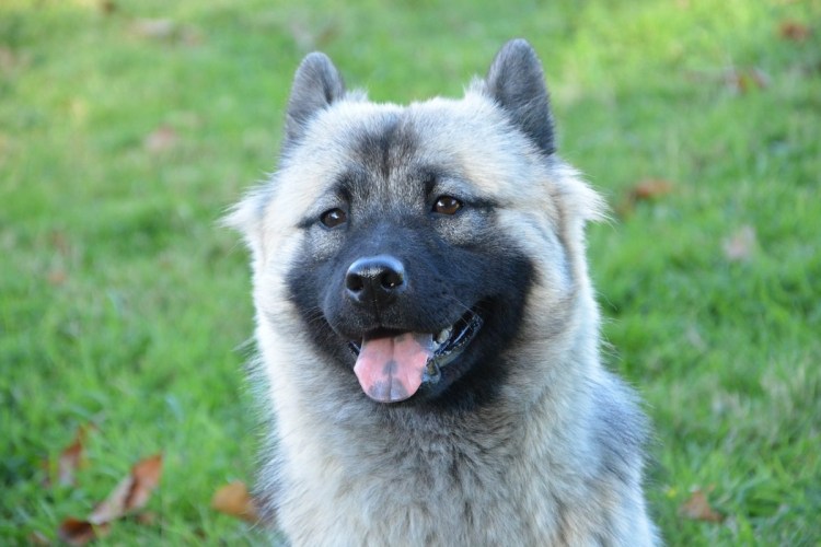 Американская Акита длинношерстная