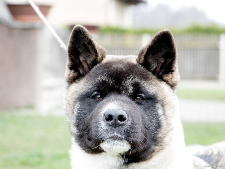 Акито американский черный