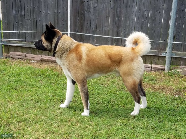 Акита-ину шоколадный