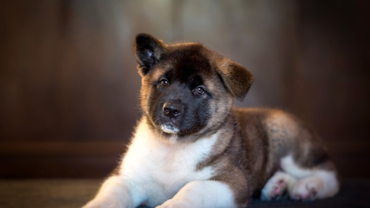 Американская Акита