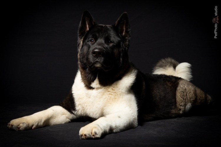 Американская Акита длинношерстный черный